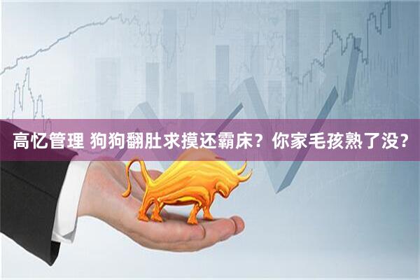 高忆管理 狗狗翻肚求摸还霸床？你家毛孩熟了没？