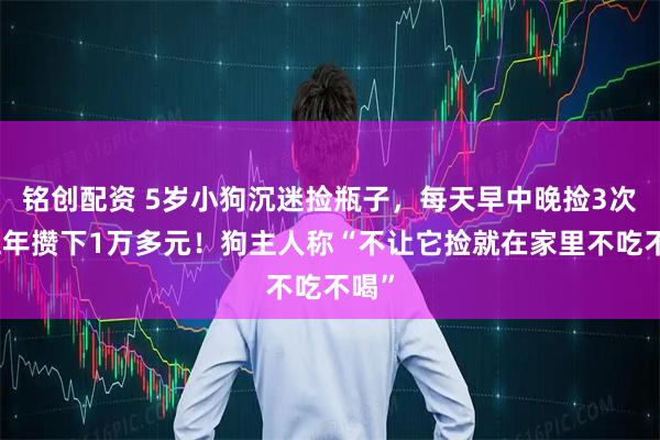 铭创配资 5岁小狗沉迷捡瓶子，每天早中晚捡3次，五年攒下1万多元！狗主人称“不让它捡就在家里不吃不喝”