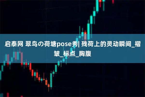启泰网 翠鸟の荷塘pose秀| 残荷上的灵动瞬间_褶皱_标点_胸腹